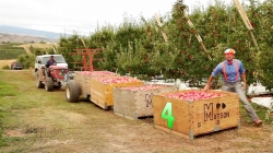 چرخی در کارخانه سیب با بلیپی